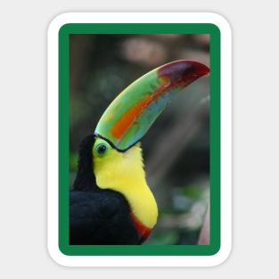 Toucan Sticker